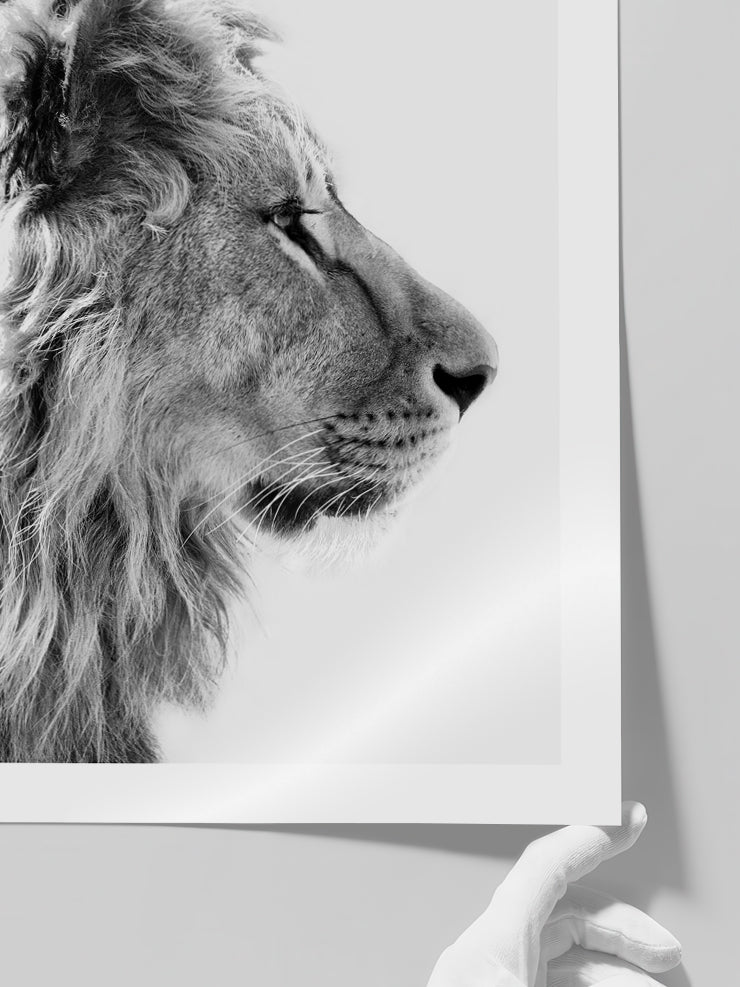 Siyah Beyaz Aslan - Art Print