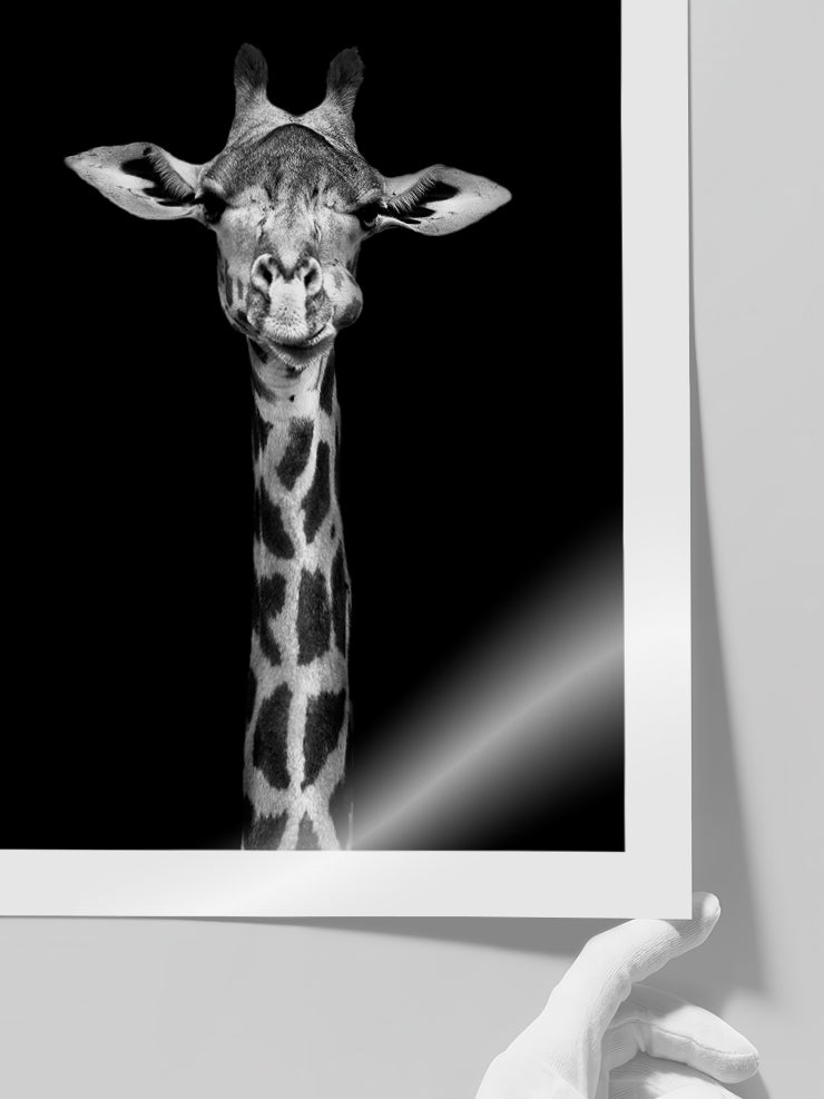 Siyah Beyaz Zürafa - Art Print