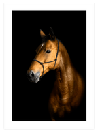 Orange Touch Poster Seti