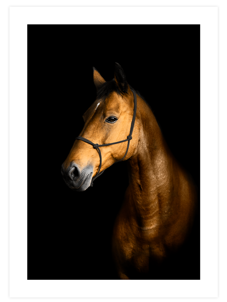 Orange Touch Poster Seti