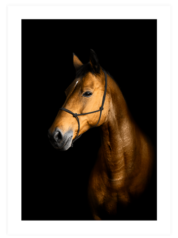 Orange Touch Poster Seti