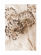 Allium Çiçeği - Art Print