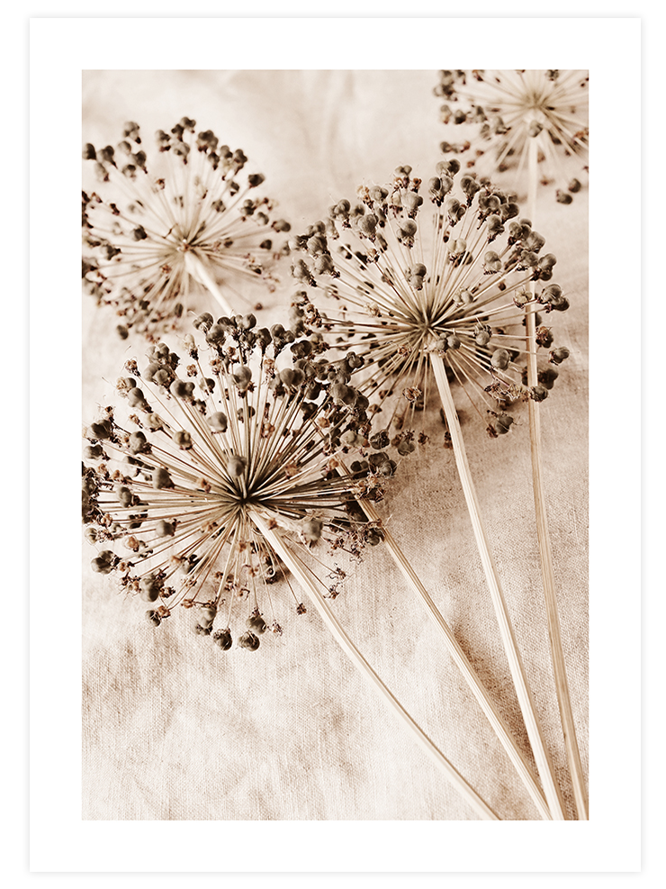 Allium Çiçeği - Art Print