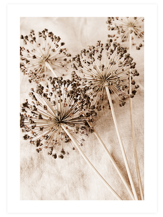 Allium Çiçeği Poster - Giclée Baskı