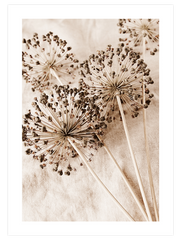 Allium Çiçeği Poster - Giclée Baskı
