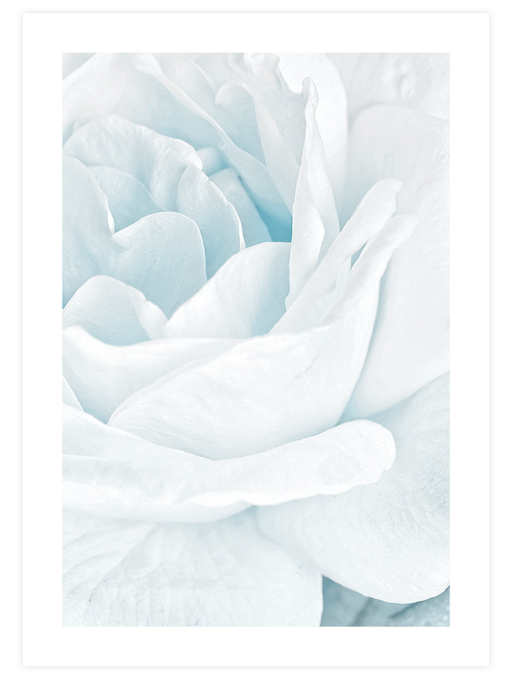 Petals - Art Print