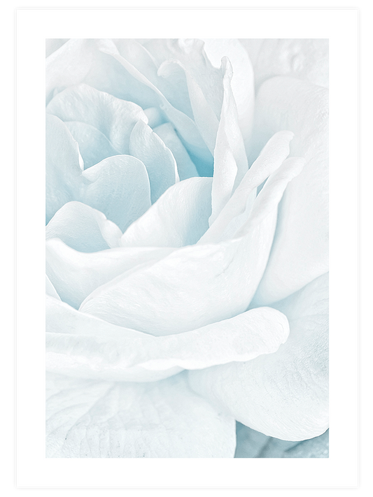 Petals Poster - Giclée Baskı