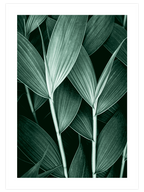 Green Beauty Poster Seti