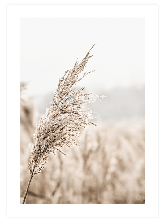 Beige Shine - Poster Seti Trio