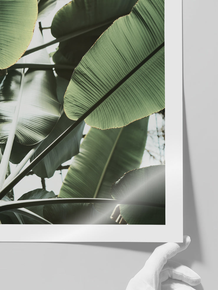Tropikal Sessizlik - Art Print