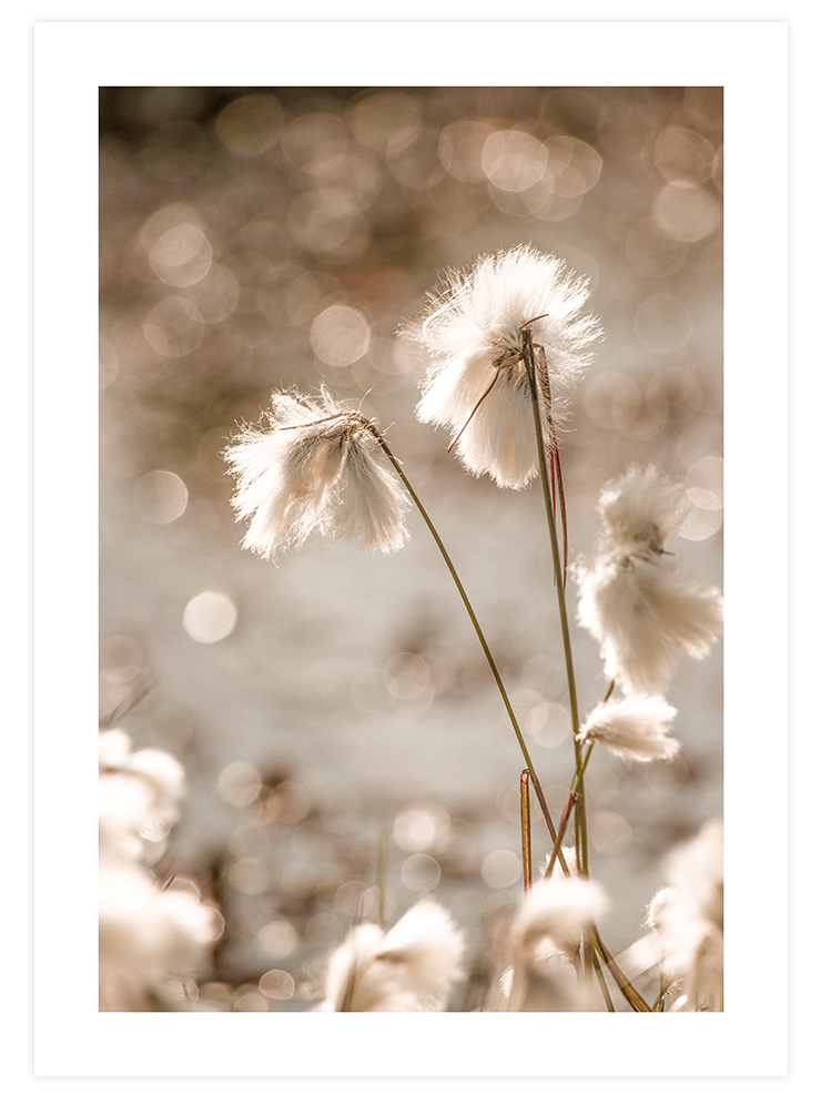 Elegance Beige Poster Seti  Poster