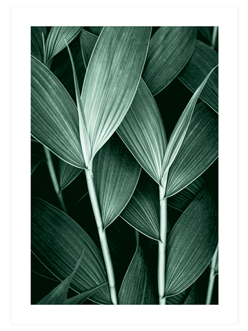 Exotic Touch Poster Seti