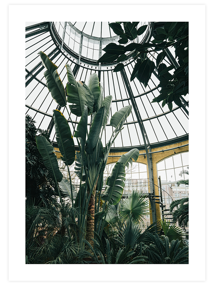 Tropikal Sera - Art Print
