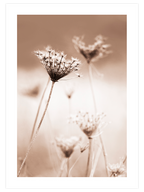 Extra Beige Poster Seti