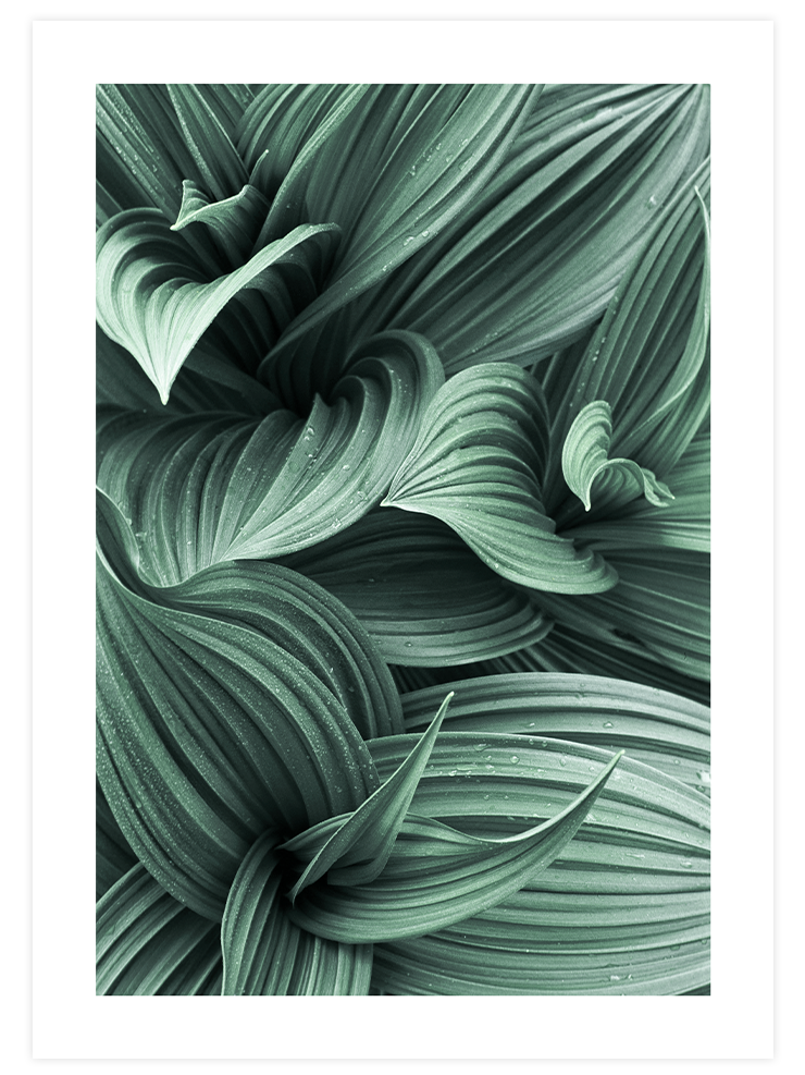 Green Beauty Poster Seti  Poster