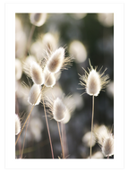 Beauty of Silence - Poster Seti