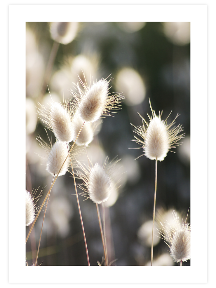 Beauty of Silence - Poster Seti