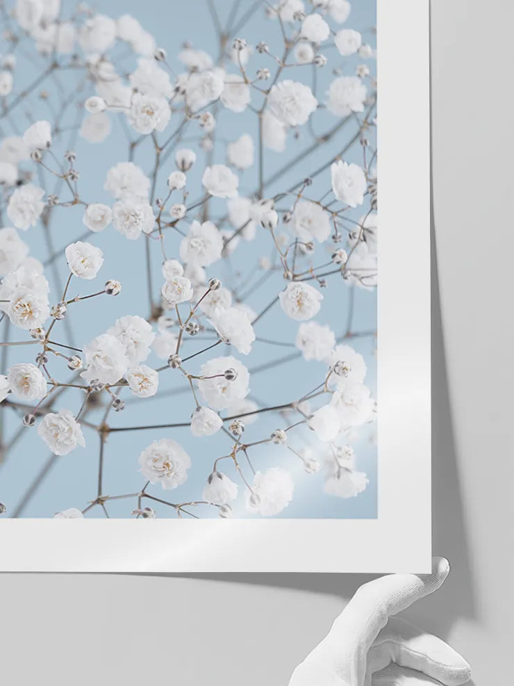 Zarif beyaz çiçek fotoğraf posteri