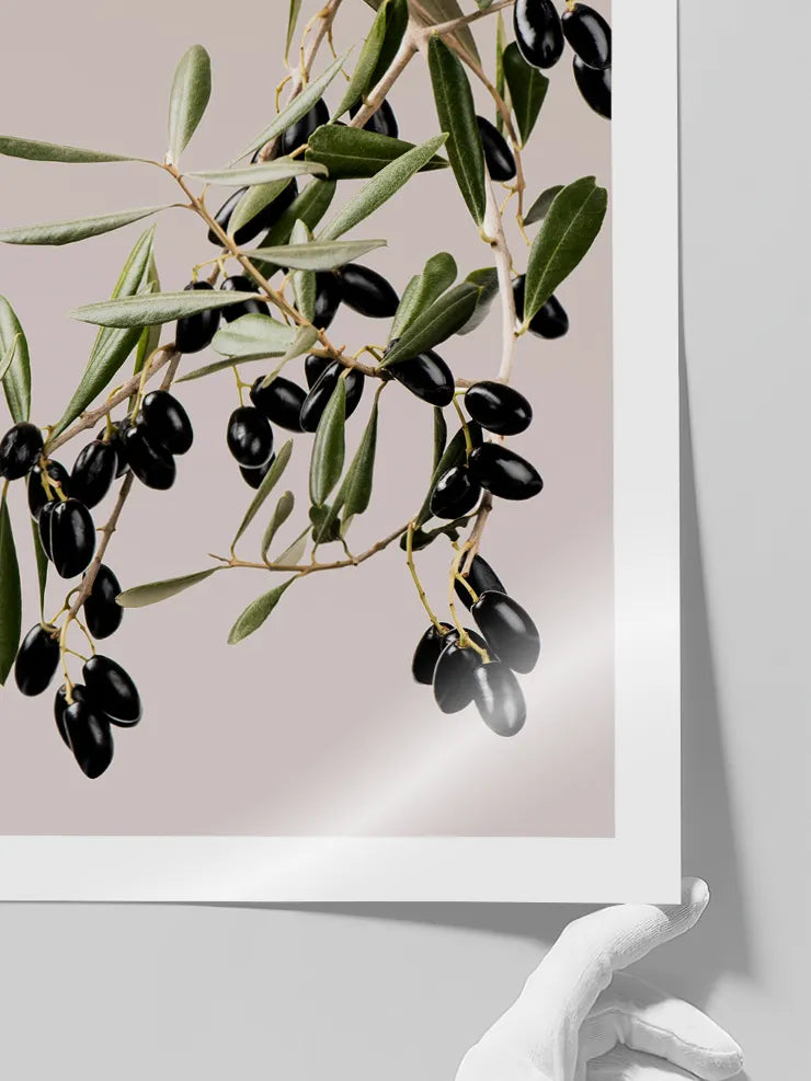 Akdeniz zeytin dalı sanat posteri