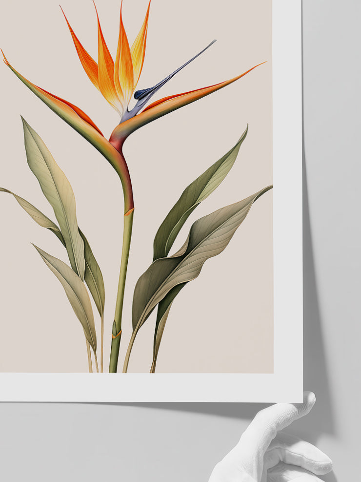 Starliçe - Art Print