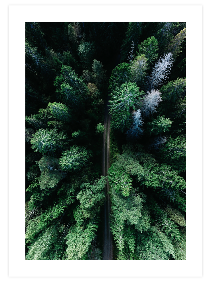 Naturally Green Poster Seti  Poster