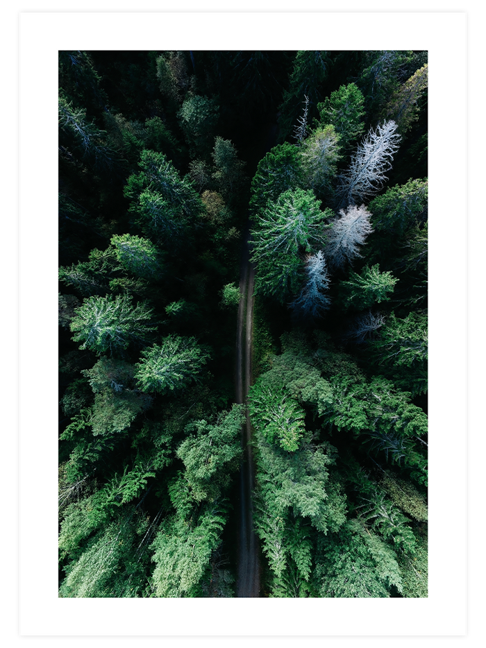 Naturally Green Poster Seti  Poster