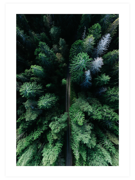 Naturally Green Poster Seti