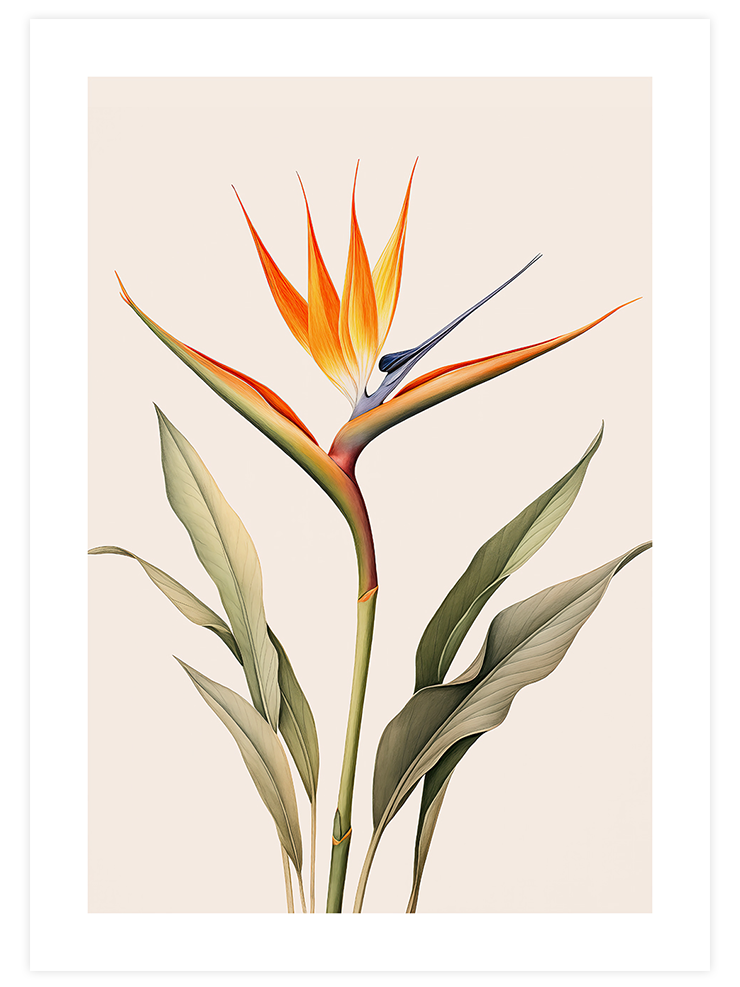Starliçe - Art Print Sanatsal Poster