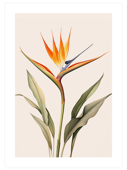 Starliçe - Art Print