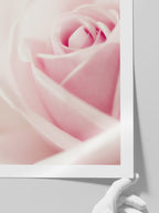 Essence Rose - Art Print