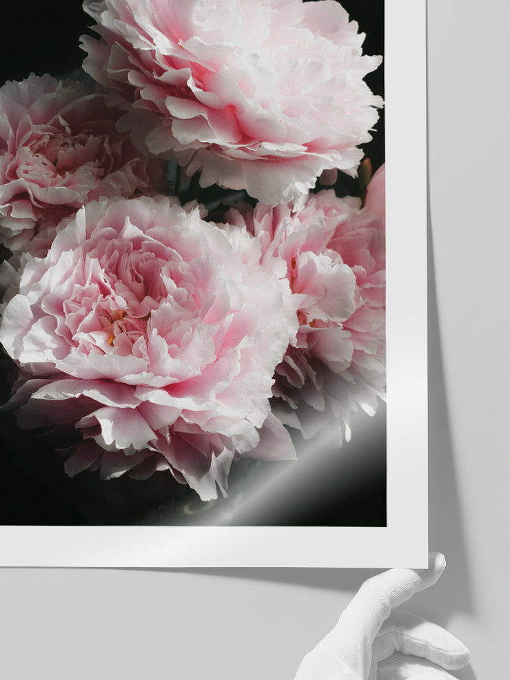 Pembe Şakayık - Art Print