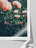 Peony Bahçesi - Art Print