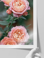 Jardin De Roses - Art Print
