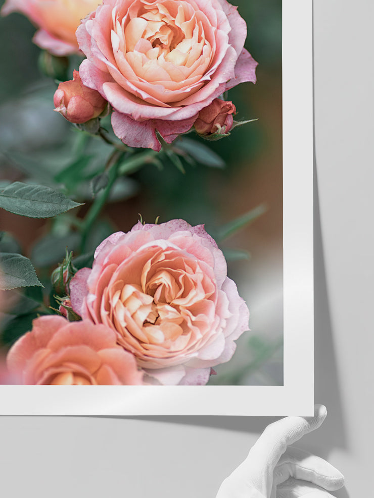 Jardin De Roses - Art Print