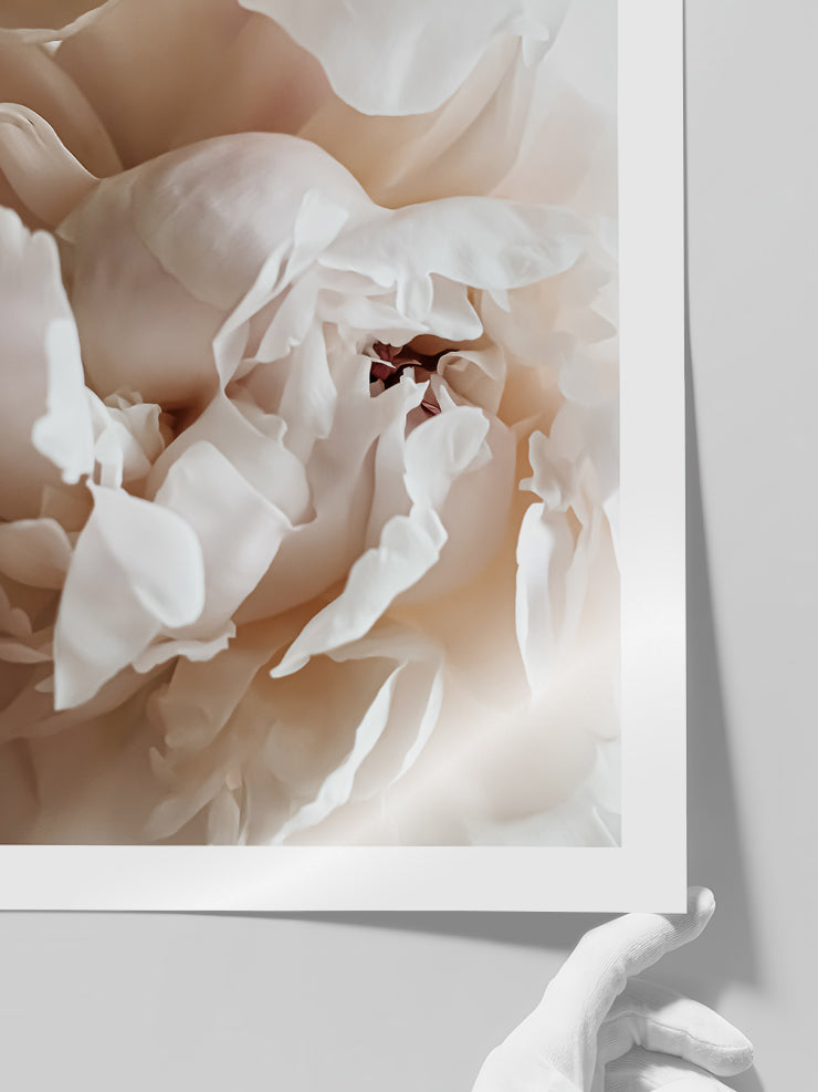 Sweetly N1 - Art Print  Poster