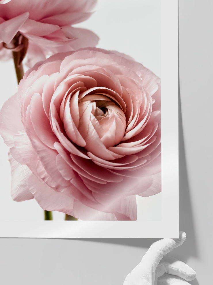 Parfum De Rose - Art Print  Poster