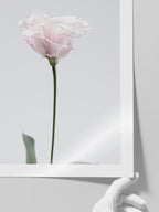 Pembe Çiçek - Art Print