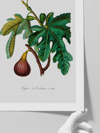 İncir - Art Print