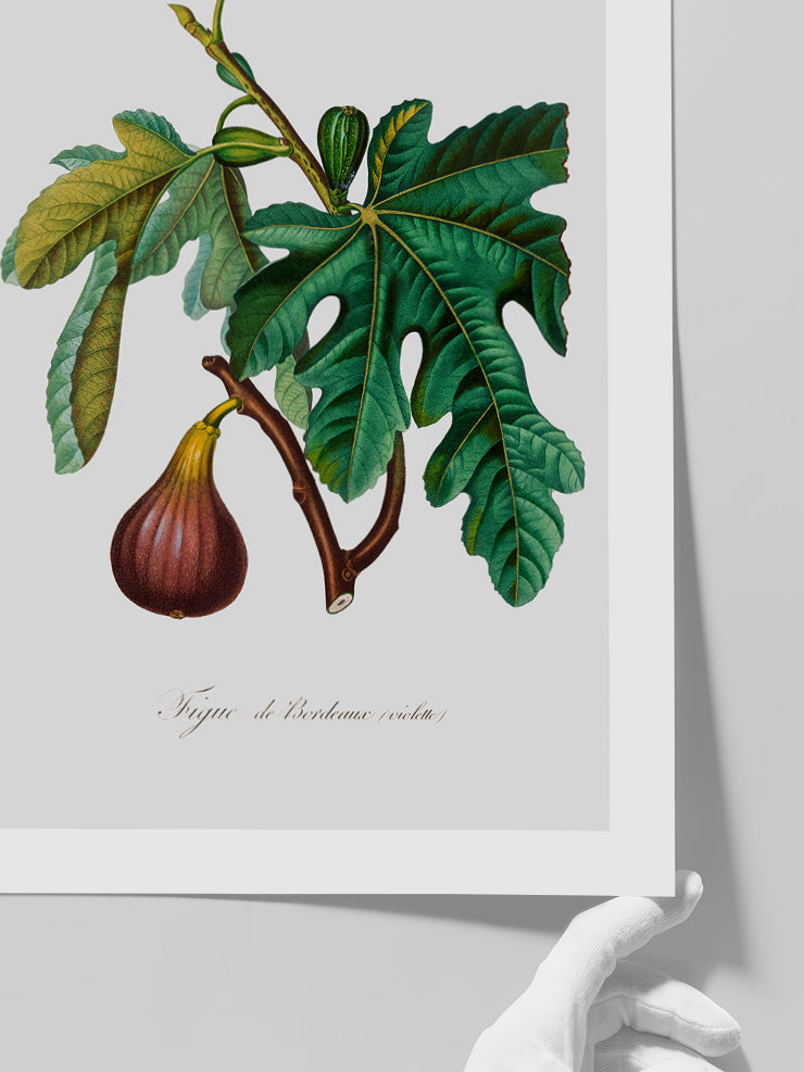 İncir - Art Print  Poster