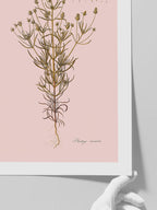 Kum Bitkisi - Art Print