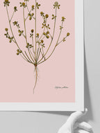 Trifolium Pallidum (Güzel Üçgül) - Art Print