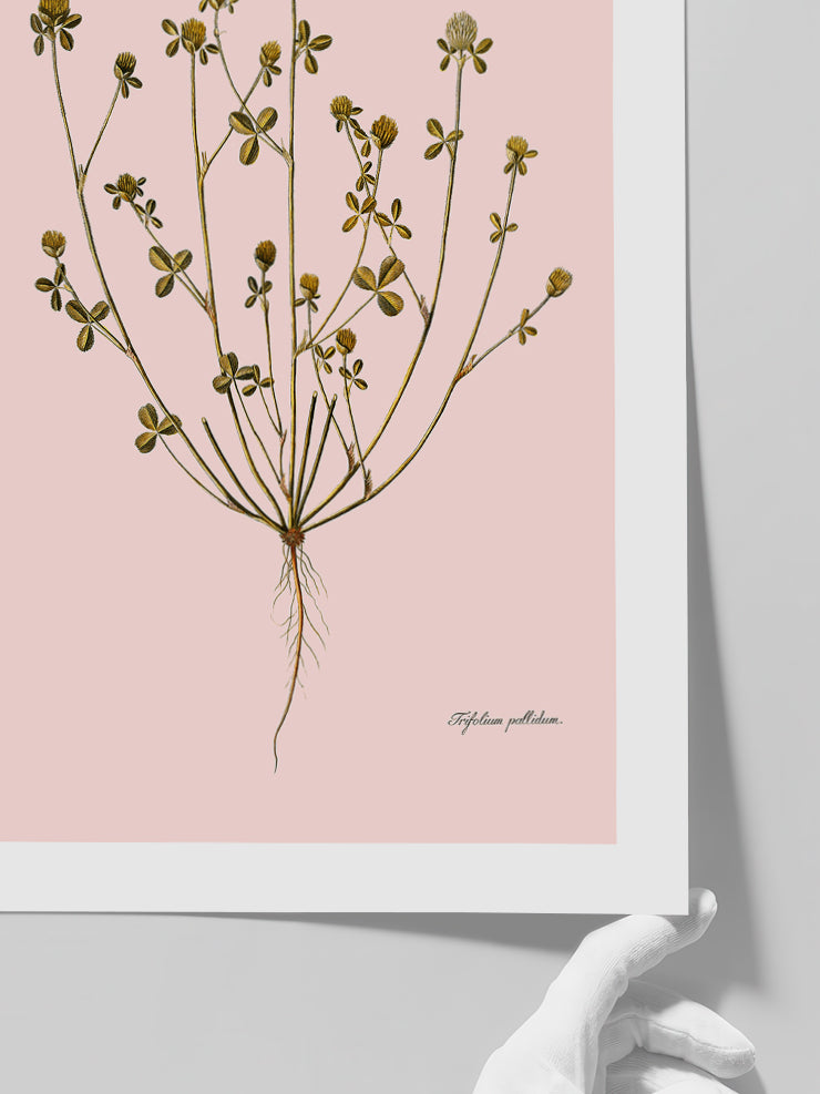 Trifolium Pallidum (Güzel Üçgül) - Art Print