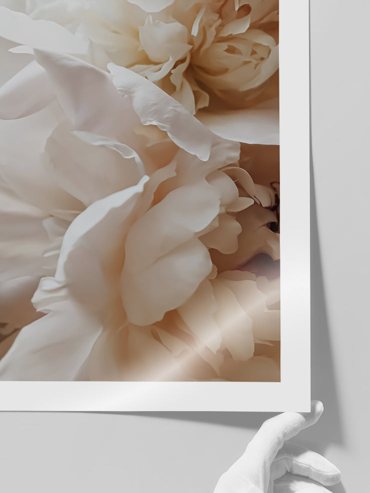 Sweetly N2 - Art Print  Poster