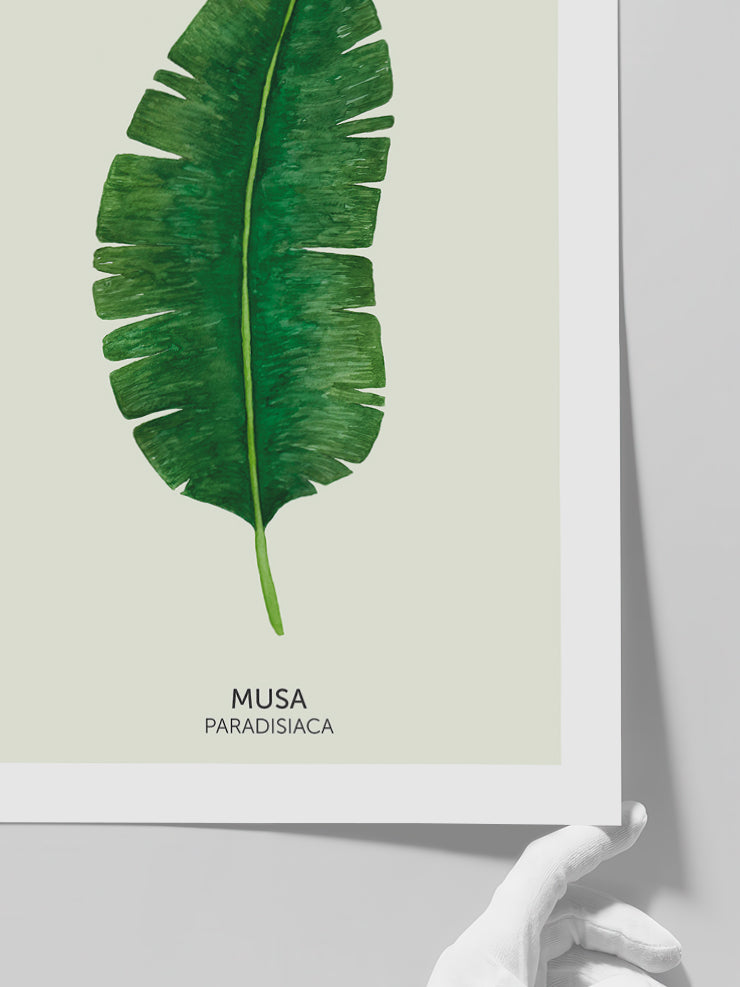 Musa Paradisiaca - Art Print