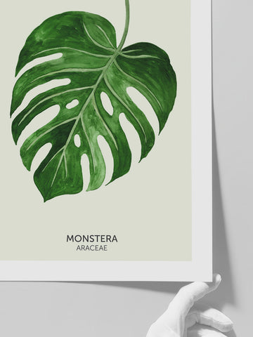 Monstera Yaprağı - Art Print