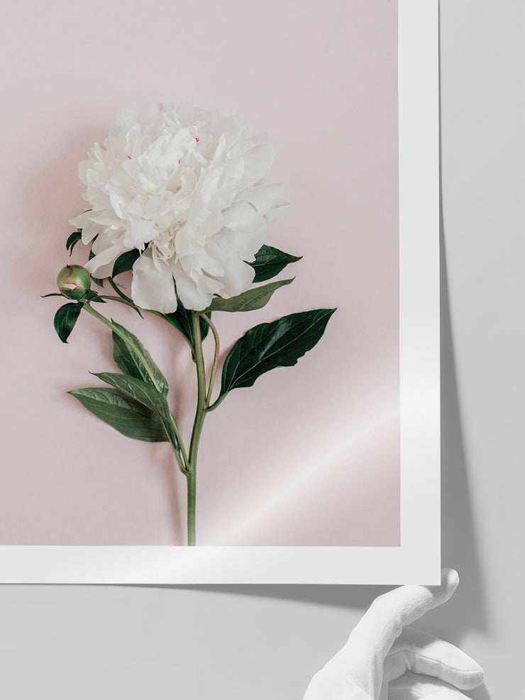 Şakayık Çiçeği - Art Print