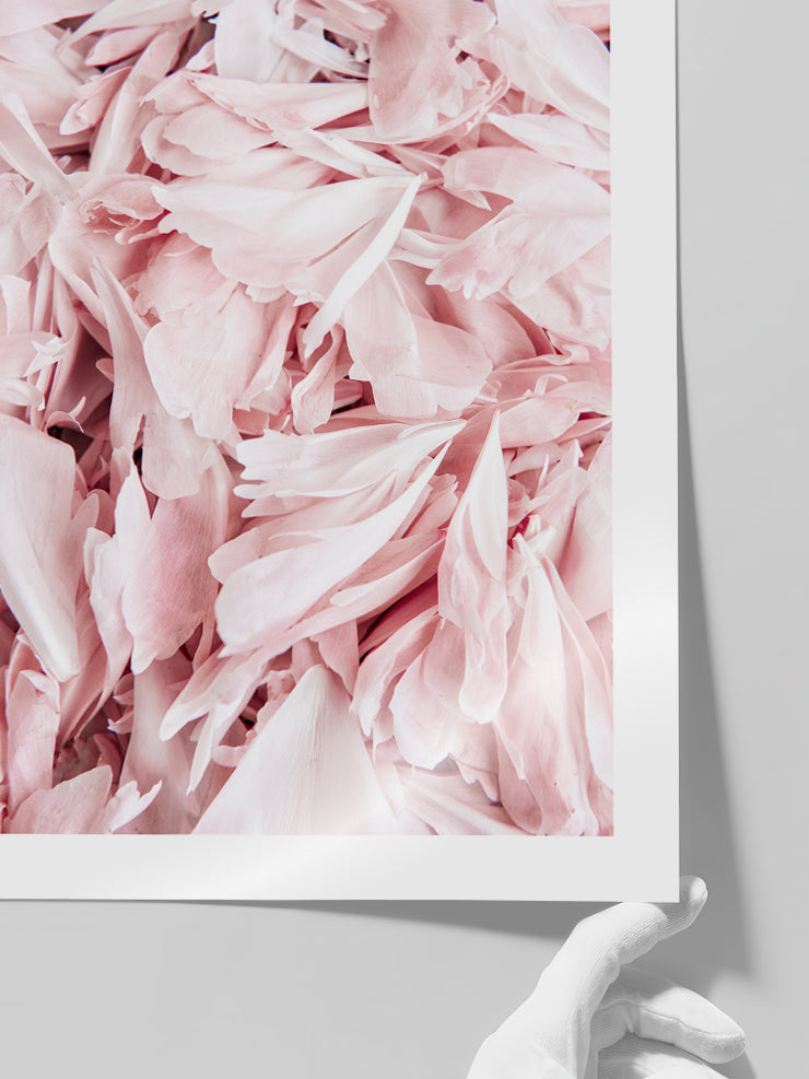 Pembe Çiçek Yaprakları - Art Print