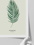 Palmaceae - Art Print