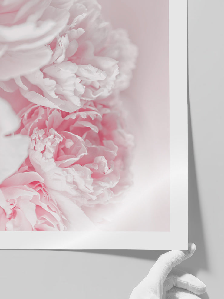 Pembe Şakayik Çiçeği - Art Print