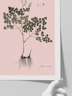 Thalictrum Foetidum (Çayırsedefi)- Art Print